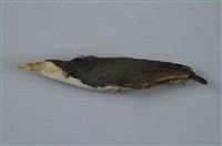 藏品(白腹秧雞)的圖片